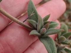 Delosperma ecklonis