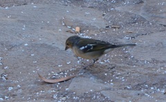 Fringilla coelebs canariensis
