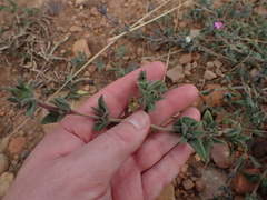 Delosperma ecklonis