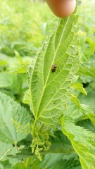 Harmonia axyridis