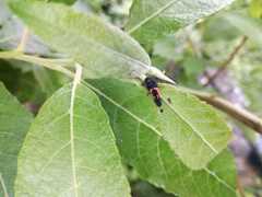 Harmonia axyridis