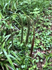 Carex agastachys