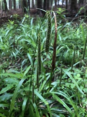 Carex agastachys