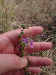 Jamesbrittenia foliolosa
