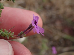 Jamesbrittenia foliolosa