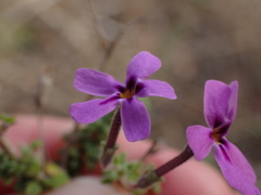 Jamesbrittenia foliolosa