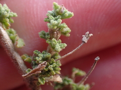 Jamesbrittenia foliolosa