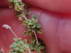 Jamesbrittenia foliolosa