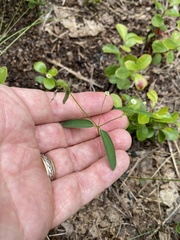 Euphorbia curtisii