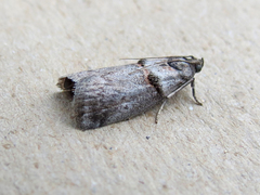 Acrobasis caryae