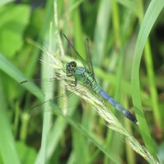 Erythemis simplicicollis