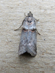 Acrobasis caryae