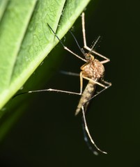 Aedes canadensis canadensis