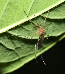 Aedes canadensis canadensis