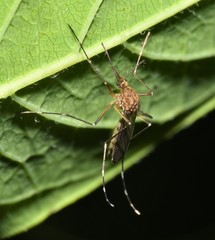 Aedes canadensis canadensis