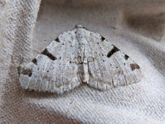 Macaria subcessaria