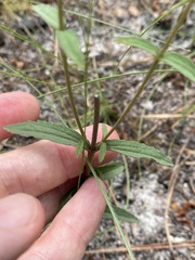 Eupatorium leucolepis