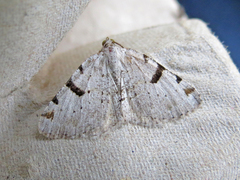 Macaria subcessaria