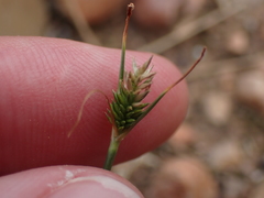 Cyperus uitenhagensis