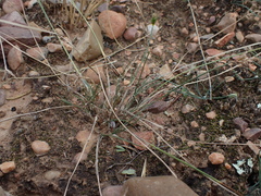 Cyperus uitenhagensis