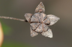Sida ternata