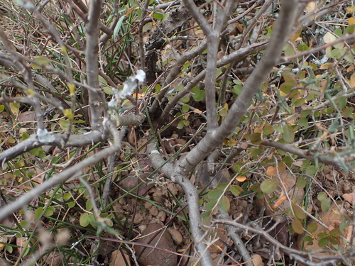 Mestoklema elatum N.E.Br. ex Glen 3