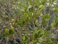 Diospyros scabrida cordata