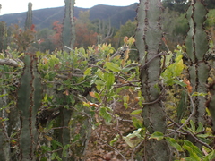 Fockea edulis