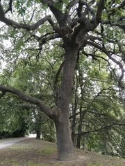 Quercus ilex