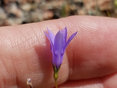 Campanula reverchonii