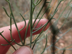 Anginon rugosum