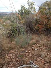 Anginon rugosum