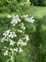 Penstemon digitalis