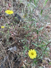 Lagophylla glandulosa