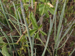 Cyphostemma quinatum