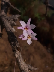 Dendrobium barbatulum
