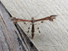 Geina tenuidactylus