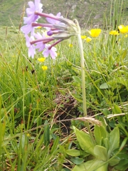 Primula halleri