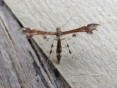 Geina tenuidactylus