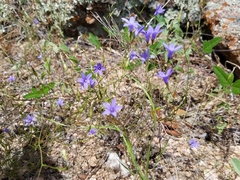 Campanula reverchonii