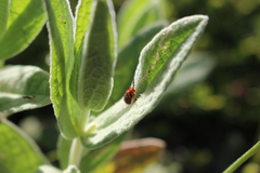 Dicladispa testacea