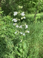 Penstemon digitalis