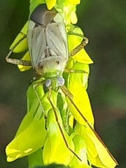 Adelphocoris lineolatus