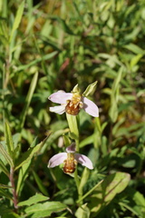 Ophrys apifera apifera