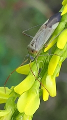 Adelphocoris lineolatus