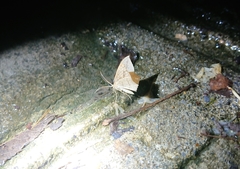 Krananda falcata