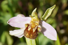 Ophrys apifera apifera