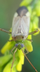 Adelphocoris lineolatus