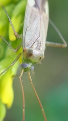 Adelphocoris lineolatus