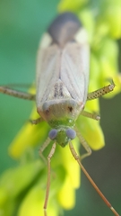 Adelphocoris lineolatus
